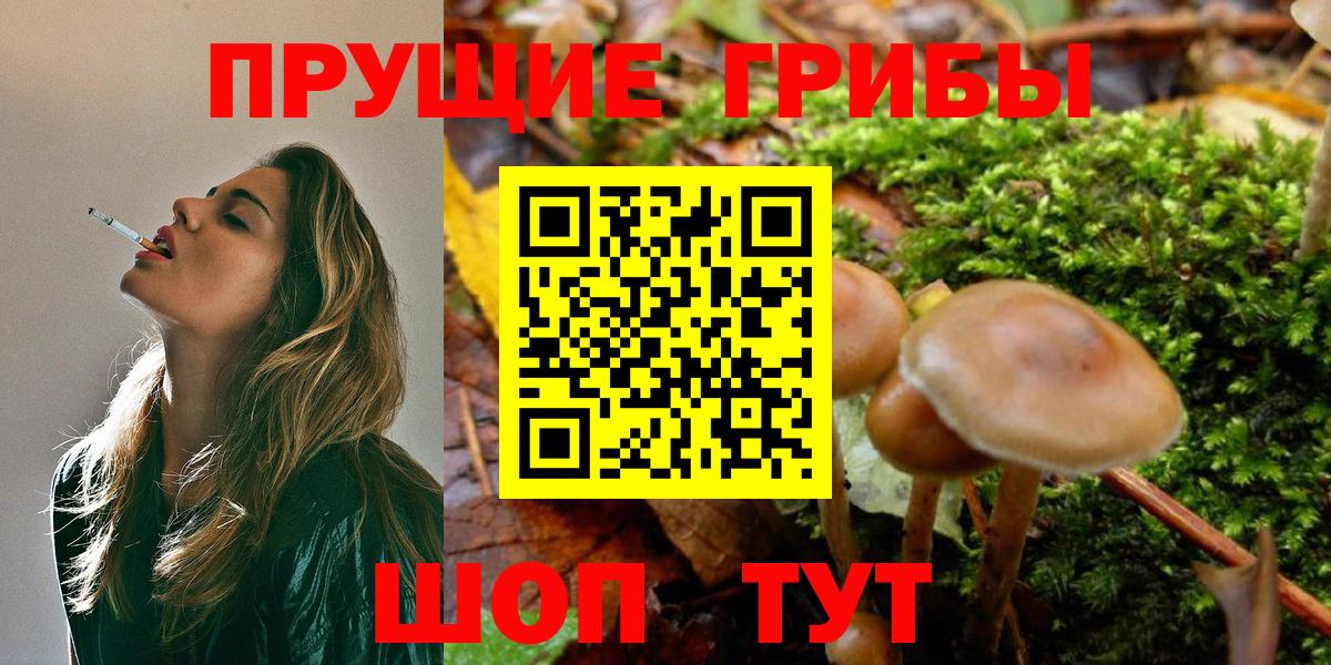 Псилоцибиновые грибы мицелий Кольчугино